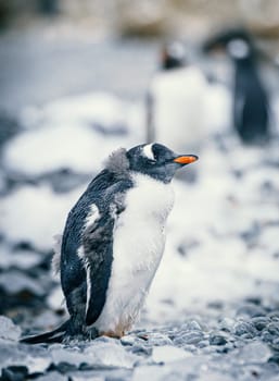 Gentoo penguin (Pygoscelis papua) on Half Moon Island in the South Shetland Islands off Antarctica