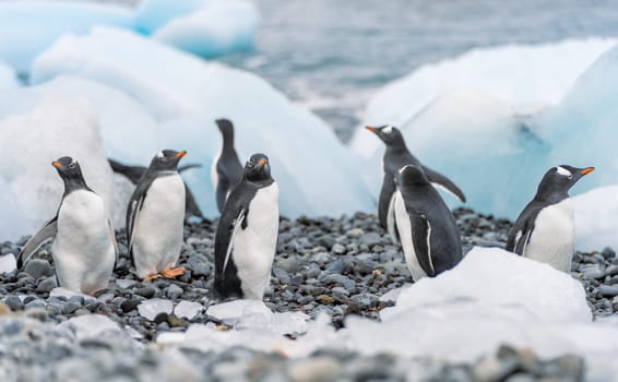 Gentoo penguin (Pygoscelis papua) on Half Moon Island in the South Shetland Islands off Antarctica