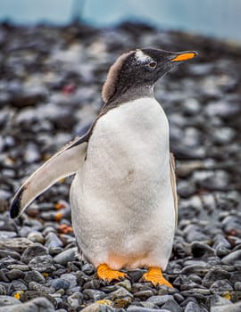 Gentoo penguin (Pygoscelis papua) on Half Moon Island in the South Shetland Islands off Antarctica