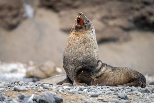 Antarctic fur seal (Arctocephalus gazella) in the South Shetland Islands off Antarctica