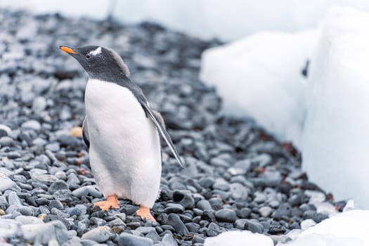 Gentoo penguin (Pygoscelis papua) on Half Moon Island in the South Shetland Islands off Antarctica