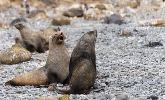 Antarctic fur seal (Arctocephalus gazella) in the South Shetland Islands off Antarctica