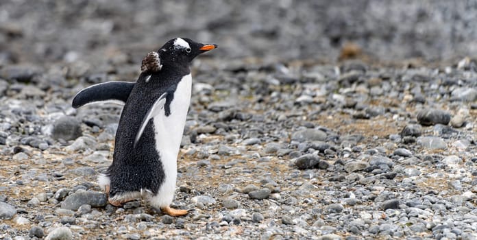 Gentoo penguin (Pygoscelis papua) on Half Moon Island in the South Shetland Islands off Antarctica