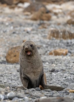 Antarctic fur seal (Arctocephalus gazella) in the South Shetland Islands off Antarctica
