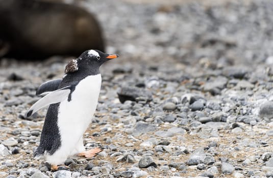 Gentoo penguin (Pygoscelis papua) on Half Moon Island in the South Shetland Islands off Antarctica