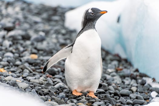 Gentoo penguin (Pygoscelis papua) on Half Moon Island in the South Shetland Islands off Antarctica