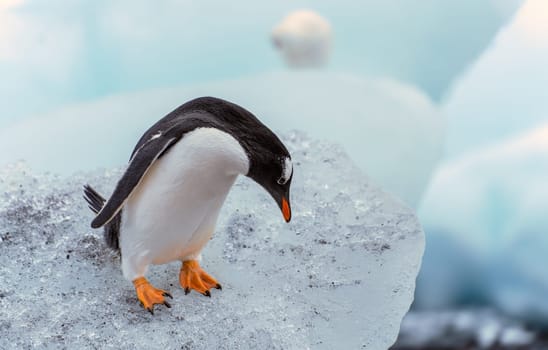 Gentoo penguin (Pygoscelis papua) on Half Moon Island in the South Shetland Islands off Antarctica