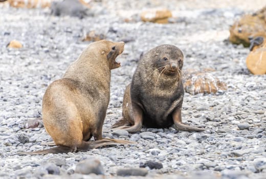 Antarctic fur seal (Arctocephalus gazella) in the South Shetland Islands off Antarctica