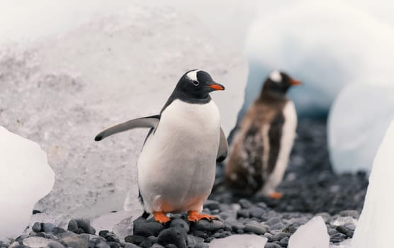 Gentoo penguin (Pygoscelis papua) on Half Moon Island in the South Shetland Islands off Antarctica