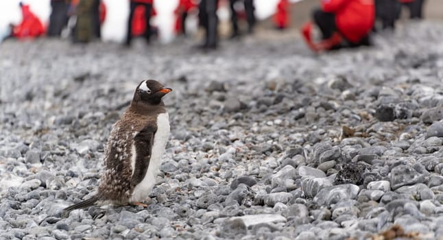 Gentoo penguin (Pygoscelis papua) on Half Moon Island in the South Shetland Islands off Antarctica