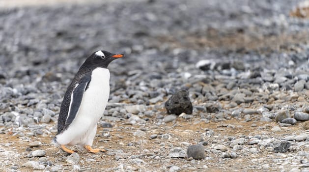 Gentoo penguin (Pygoscelis papua) on Half Moon Island in the South Shetland Islands off Antarctica