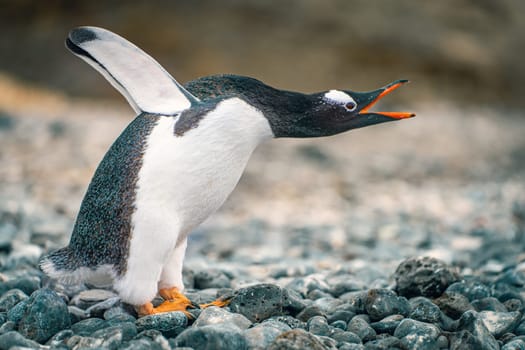 Gentoo penguin (Pygoscelis papua) on Half Moon Island in the South Shetland Islands off Antarctica