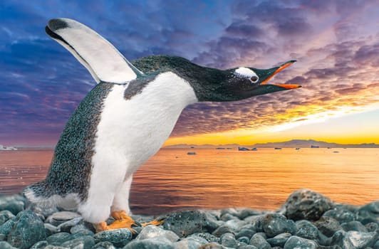 funny gentoo penguin (Pygoscelis papua) stretches its open beak forward and its wings up in the air - funny gesture