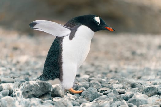 Gentoo penguin (Pygoscelis papua) on Half Moon Island in the South Shetland Islands off Antarctica