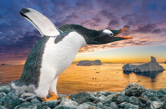 funny gentoo penguin (Pygoscelis papua) stretches its open beak forward and its wings up in the air - funny gesture