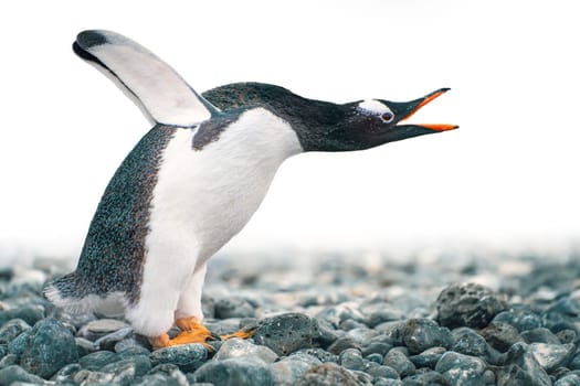 funny gentoo penguin (Pygoscelis papua) stretches its open beak forward and its wings up in the air - funny gesture