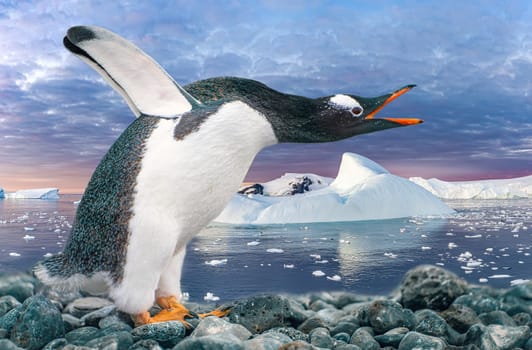 funny gentoo penguin (Pygoscelis papua) stretches its open beak forward and its wings up in the air - funny gesture