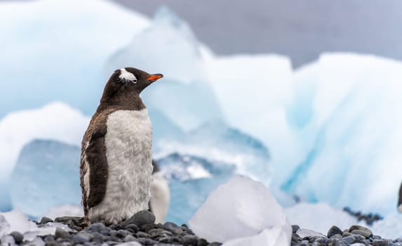 Gentoo penguin (Pygoscelis papua) on Half Moon Island in the South Shetland Islands off Antarctica