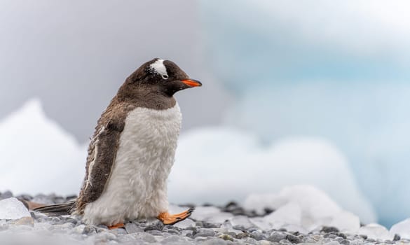 Gentoo penguin (Pygoscelis papua) on Half Moon Island in the South Shetland Islands off Antarctica