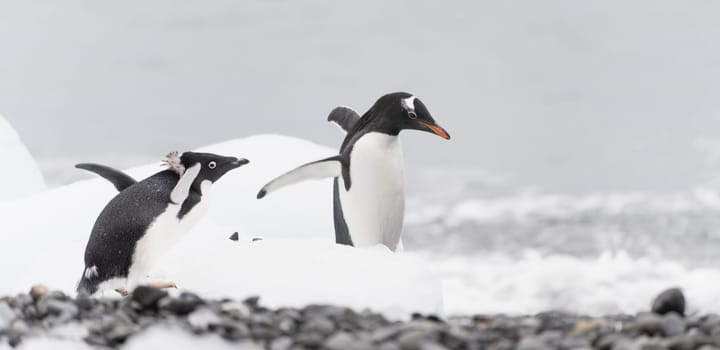 Gentoo penguin (Pygoscelis papua) on Half Moon Island in the South Shetland Islands off Antarctica