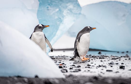 Gentoo penguin (Pygoscelis papua) on Half Moon Island in the South Shetland Islands off Antarctica