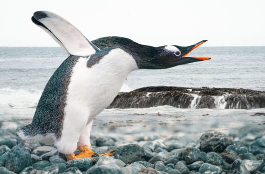 funny gentoo penguin (Pygoscelis papua) stretches its open beak forward and its wings up in the air - funny gesture