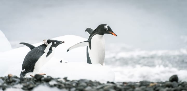 Gentoo penguin (Pygoscelis papua) on Half Moon Island in the South Shetland Islands off Antarctica