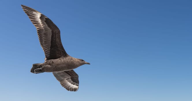 Subantarctic skua (Catharacta lonnbergi) in flight over the Drake Passage