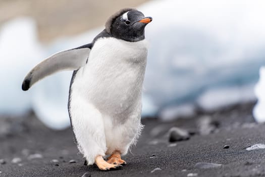 Gentoo penguin (Pygoscelis papua) on Half Moon Island in the South Shetland Islands off Antarctica