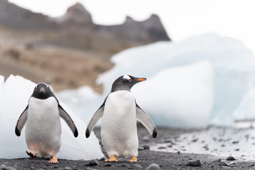 Gentoo penguin (Pygoscelis papua) on Half Moon Island in the South Shetland Islands off Antarctica