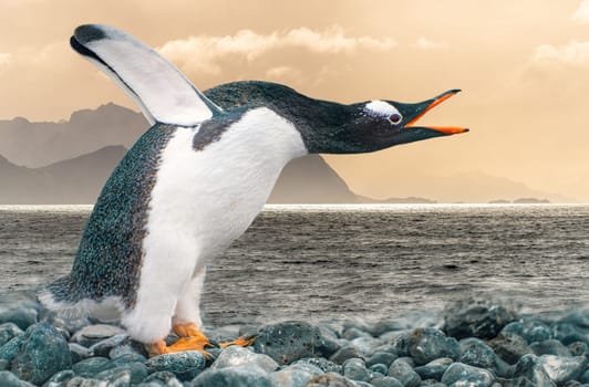 funny gentoo penguin (Pygoscelis papua) stretches its open beak forward and its wings up in the air - funny gesture