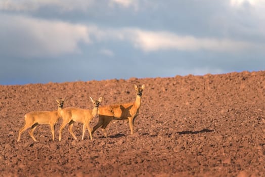 Three curious roe deer does