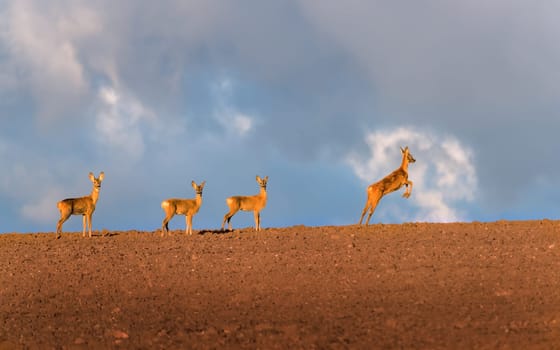 Roe deer starting a jump