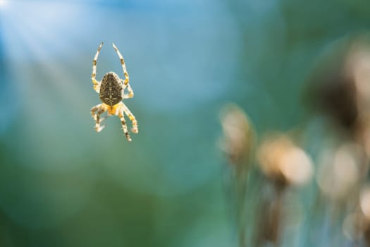Cross spider crawling on a spider thread. Blurred background. A useful hunter among insects. Arachnid. Animal photo from the wild.
