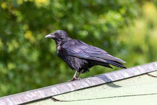 Side view of a raven on a sloping roof against a green background