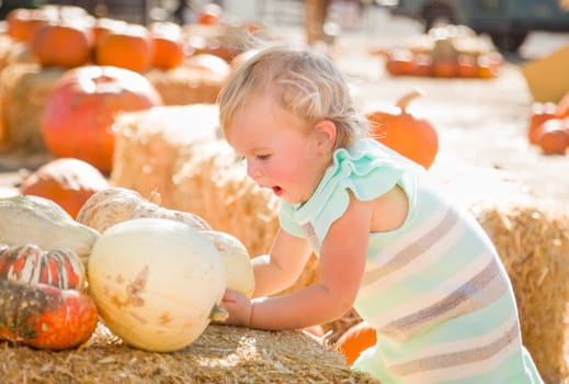 Adorable Baby Girl Having Fun in a Rustic Ranch Setting at the Pumpkin Patch.