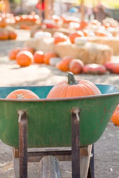 Wheelbarrow Carrying Pumpkins at the Pumpkin Patch.