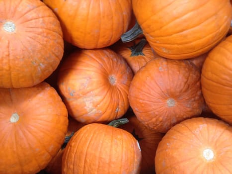 Several Large Pumpkins At the Pumpkin Patch Abstract.