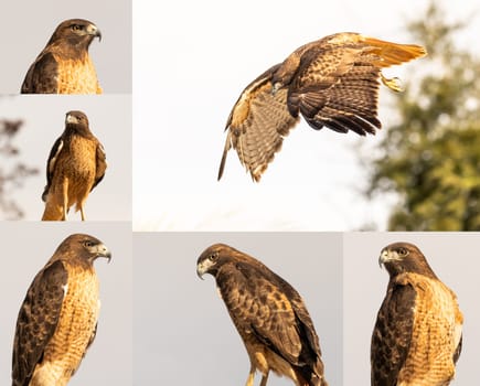 Set of Various California Red Hawk.