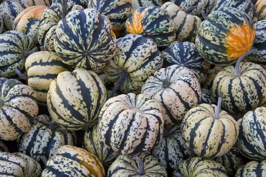 many carnival squash thanksgiving or halloween farm agriculture market small white pumpkins
