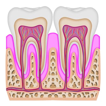 Illustration of the intersection of two teeth.