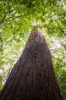 tall redwood sequoia tree