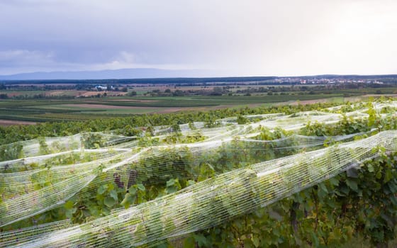 vineyard anti bird protection netting