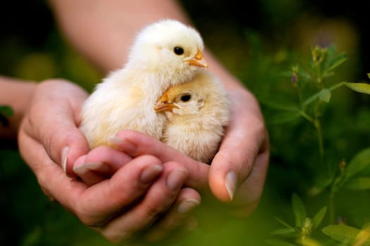Chickens in the hands of a green background