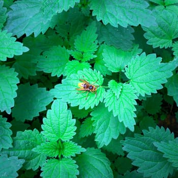 Yellow hornet insect on green leaves