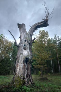 Old Bare chestnut tree in a forest in Burgenland