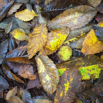 autumn foliage