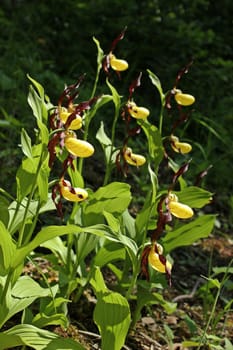 Yellow women's shoe (Cypripedium calceolus) in the backlight