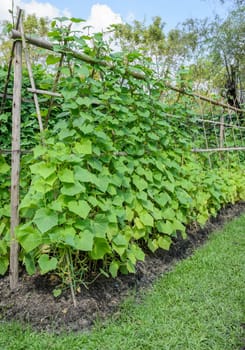 Cucumber plant creeping on bamboo, Thailand