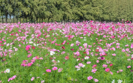 Beautiful cosmos flower field